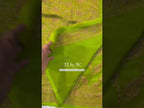 Avocado Banarasi Pure Khaddi Georgette Saree